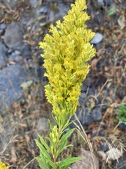 Solidago elongata