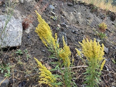Solidago elongata