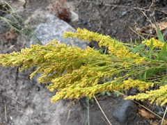 Solidago elongata