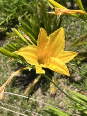 Hemerocallis