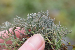Cladonia furcata