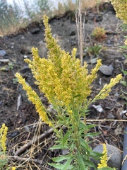 Solidago elongata