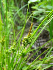 Carex viridula