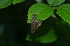 Chiromyzinae