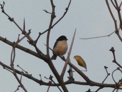 Microspingus melanoleucus