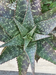 Aloe maculata
