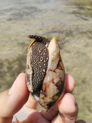 Cymbiola vespertilio