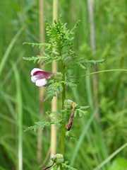 Pedicularis palustris