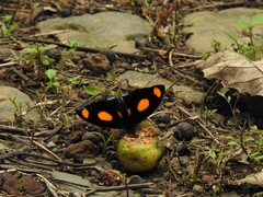 Catonephele numilia esite