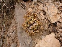 Selaginella lepidophylla