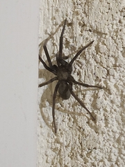 Kukulcania