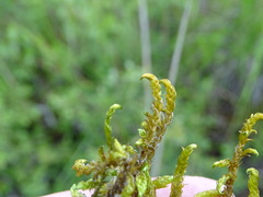 Scorpidium scorpioides