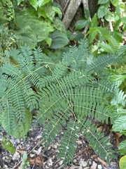Mimoseae