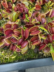 Dionaea muscipula
