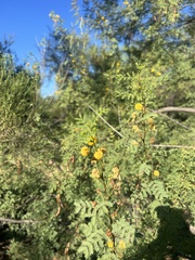 Vachellia constricta