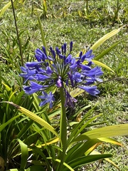 Agapanthus