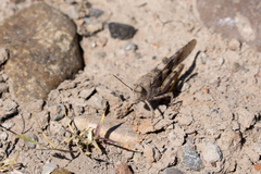 Trimerotropis pallidipennis