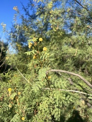 Vachellia constricta