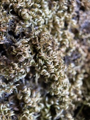 Homalothecium nuttallii