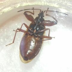 Gastrodes abietum
