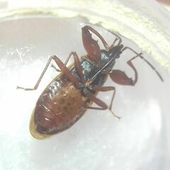 Gastrodes abietum