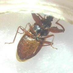 Gastrodes abietum