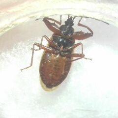 Gastrodes abietum