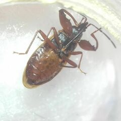 Gastrodes abietum