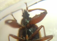 Gastrodes abietum