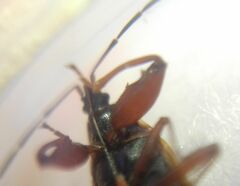Gastrodes abietum