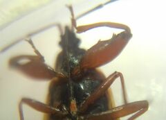 Gastrodes abietum