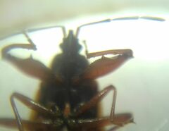 Gastrodes abietum