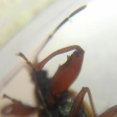 Gastrodes abietum