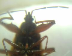 Gastrodes abietum