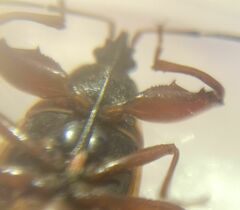 Gastrodes abietum