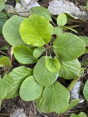 Bergenia crassifolia