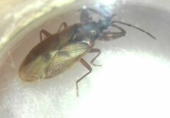 Gastrodes abietum