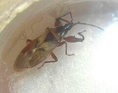 Gastrodes abietum