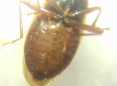Gastrodes abietum