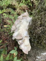 Pleurotus