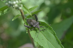 Camptischium