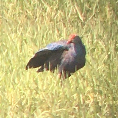 Porphyrio poliocephalus