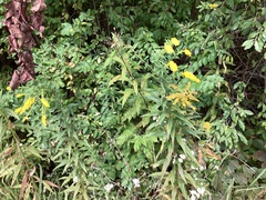 Solidago ulmifolia