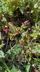 Persicaria longiseta