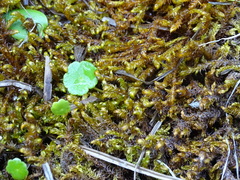 Scorpidium scorpioides