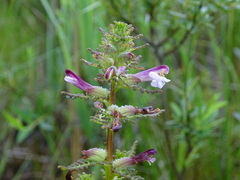 Pedicularis palustris