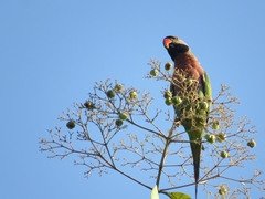 Psittacula alexandri