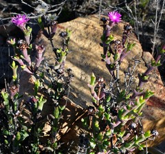 Smicrostigma viride