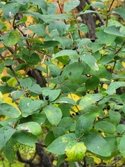 Lonicera tatarica