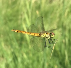 Sympetrum depressiusculum